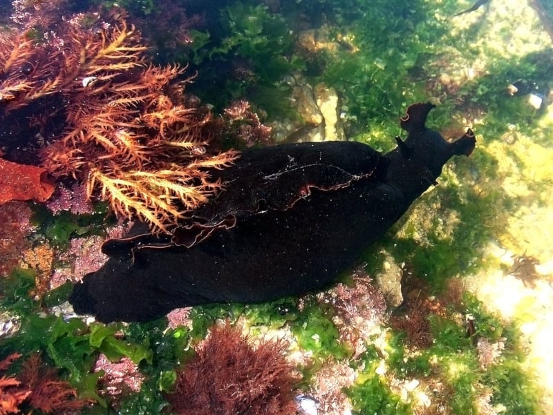 <p>Black Sea Hare</p>