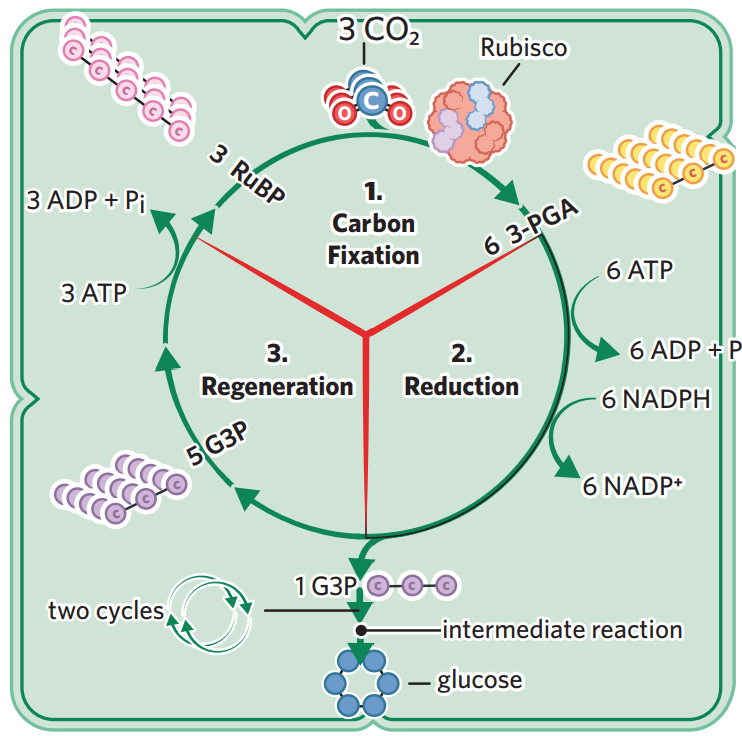 <ul><li><p>light independent stage - using NADPH + ATP produced in LD stage + carbon dioxide, glucose is produced through a cycle of reactions (calvin cycle) occurs in the stroma of chloroplasts, and doesn’t require light.</p></li></ul><p>process</p><ol><li><p>carbon fixation - inorganic (doesn’t contain a C-H bond) CO<sub>2</sub> molecules (collected from the stomata in leaves) enter the stroma, and are ‘fixed’ into organic molecules. rubisco enzyme converts CO<sub>2</sub> and RuBP (5C) into 3PGA (3C)</p></li></ol><ul><li><p>3 x CO<sub>2</sub> + 3 x RuBP → 6 × 3PGA</p></li></ul><ol start="2"><li><p>reduction - NADPH donates electrons and H+ to 3PGA, reducing it. ATP break down into ADP + Pi, donating energy to 3PGA. through these processes, the 3PGA are then converted into G3P (3C), a higher energy molecule which can be converted into glucose</p></li></ol><ul><li><p>6 × 3PGA → 6 x G3P</p></li></ul><ol start="3"><li><p>regeneration - although 6 G3P are produced, 5 are recycled to regenerate RuBP, meaning each cycle produces 1 net G3P. however glucose requires 2 x G3P, so the cycle repeats twice for each 1 glucose made.</p></li></ol><ul><li><p>2 x G3P → 1 glucose</p></li></ul><ol start="4"><li><p>some of the oxygen molecules leftover from the breaking of CO2 at the beginning of the cycle combine with hydrogen ions from NADPH to create the output water.</p></li></ol><p></p><p>inputs</p><ul><li><p>6CO<sub>2</sub></p></li><li><p>12 NADPH</p></li><li><p>18 ATP</p></li></ul><p>outputs</p><ul><li><p>C<sub>6</sub>H<sub>12</sub>O<sub>6</sub></p></li><li><p>12 NADP<sup>+</sup></p></li><li><p>18 ADP + Pi</p></li><li><p>6 H<sub>2</sub>O</p></li></ul><p></p>