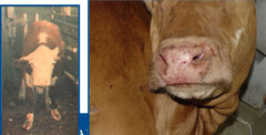 <p>This cow presented for dropped jaw and facial anesthesia. There is ptosis (drooping upper eyelid), absent palpebral reflex, dropped ear, loss of levator nasolabialis muscle and decreased lip tone. There is nystagmus and a slight head tilt. The farmer is concerned because the cow has been circling nonstop. Thoughts?</p>