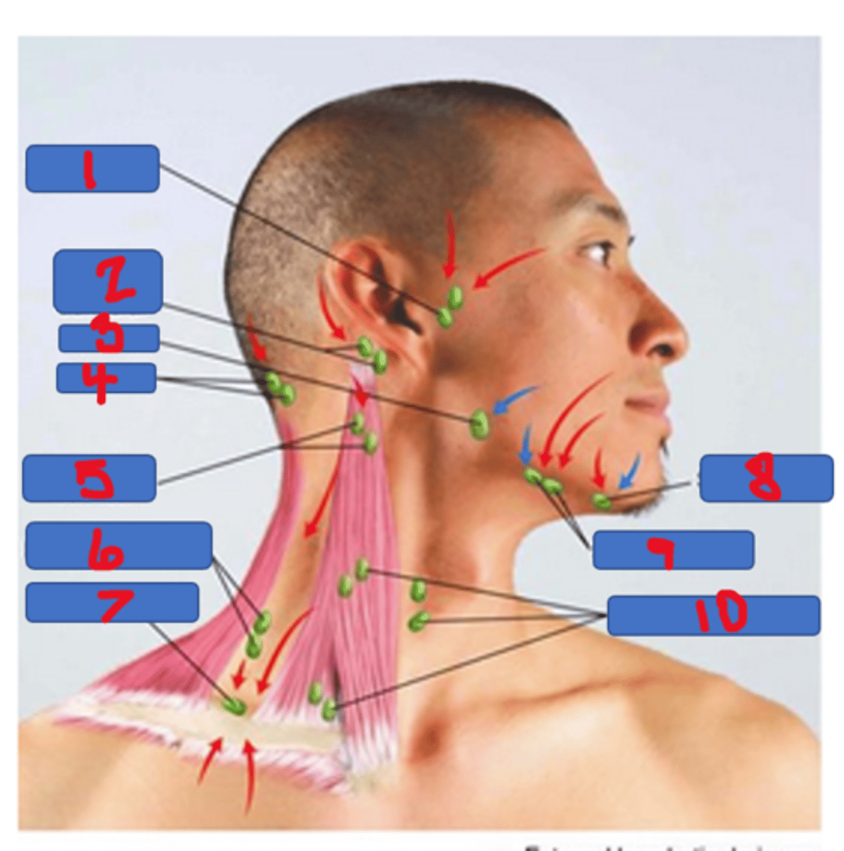 <p>#6 in the photo</p><p>palpate along the anterior edge of the trapezius by flexing the patient's neck slightly forward toward the side being examined</p>