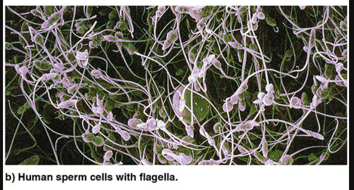 <p>Longer whip like structure for moving things on sperm celsl </p>