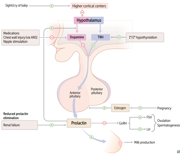 ↓ T3/T4 → ↑ hypothalamic TRH → ↑ TSH + ↑ prolactin secretion.