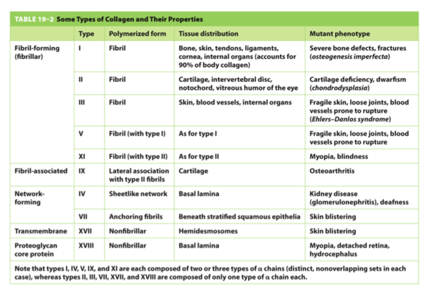 <p>Hvad er hovedpointen med de mange kollagentyper?</p>