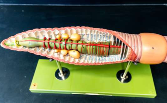 <p>Phylum &amp; name? Idnetify the structures</p>
