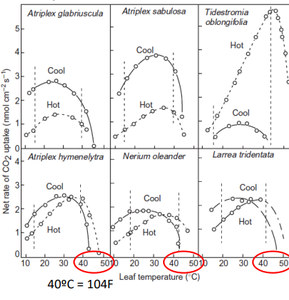 <p>Net photosynthesis increases with temperature but then decreases with very high temperature?</p>