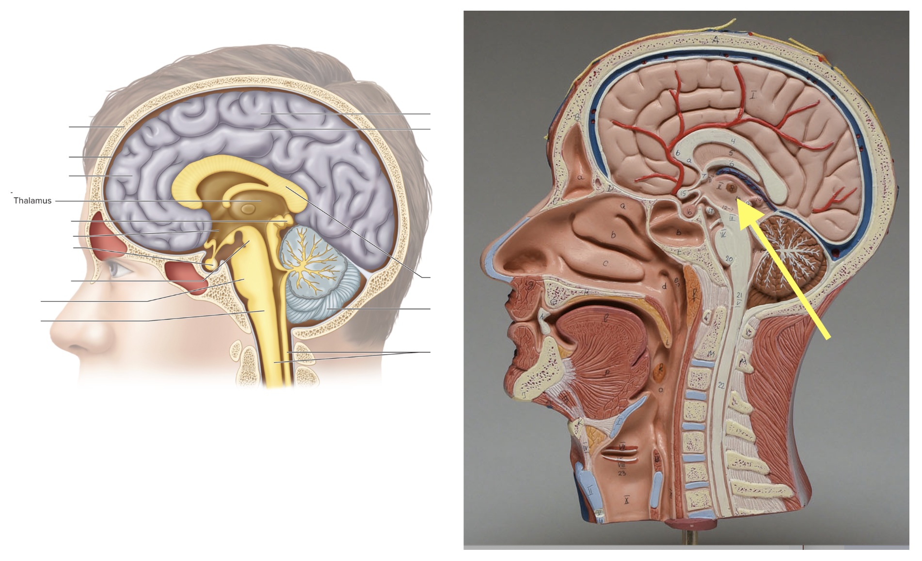 <p><strong>Location: Center of brain; Function: Sensory relay station </strong></p>