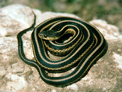 <p>A long reptile with no legs that slithers on the ground is a _____.</p>