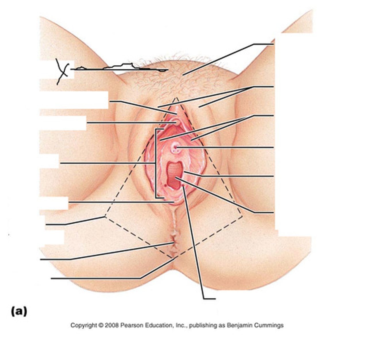 <p>a mound of fatty tissue covering the pubic area in women</p>