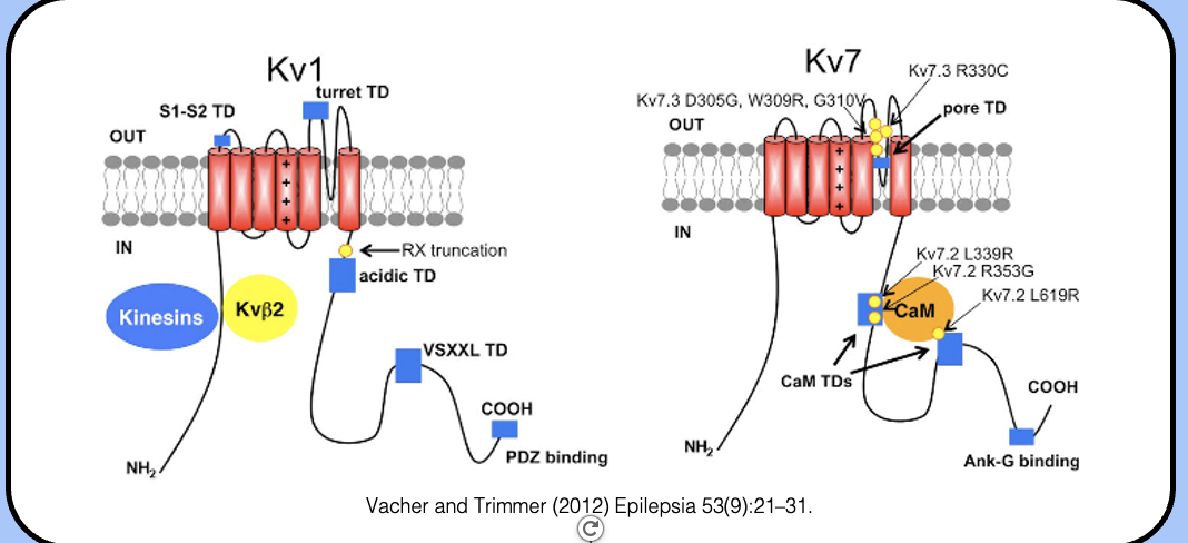 <p><span style="font-family: "Helvetica Light";">&nbsp;- like sodium channels, Kv7 (KCNQ) channel have an ankyrinG-binding motif in their C-terminal region that localizes them to the AIS.</span></p><p><span style="font-family: "Helvetica Light";">&nbsp;- the factors that localize Kv1 channels to the AIS are poorly understood, although the N-terminal tetramerization domain facilitates an interaction with kinesins that seems to be important for their axonal targeting.</span></p>