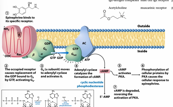 <ul><li><p>največja skupina mem receptorjev, delimo na 6 družin (glede na pozicijo in obliko vezavnega mesta za ligand)</p></li><li><p>na GPCR se veže ligand → preko 7 TM vijačnic se signal prenese v celico → ojačitev zaradi asociiranih G proteinov </p></li><li><p>G protein je heterotrimer (alfa beta gama podenote) → po aktivaciji se Galfa odcepi (GTPazna aktivnost)→ prenese signal na cAMP → gre dalje signal</p></li></ul><p></p>