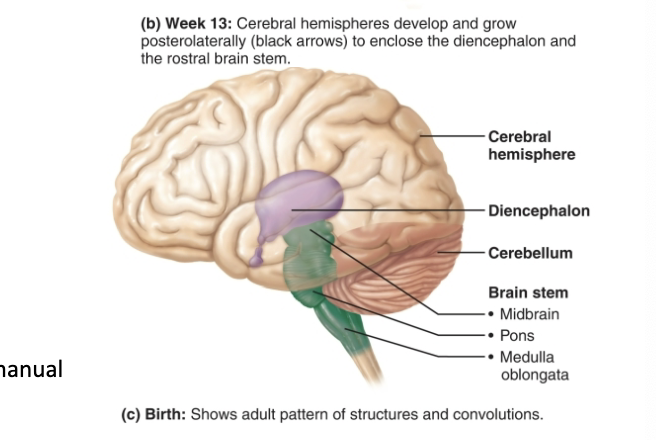 <ul><li><p>brainstem </p></li><li><p>—> medulla oblongata, pons, midbrain</p></li><li><p>cerebellum</p></li><li><p>cerebrum - biggest part of brain</p></li><li><p>diencephalon</p></li><li><p>—> epithalamus, thalamus, hypothalamus</p></li></ul><p></p>