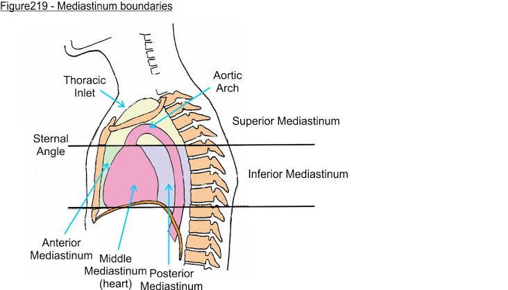 <p>Mediastinum- the space that contains the heart, great vessels, trachea, esophagus, and other structures.  </p>