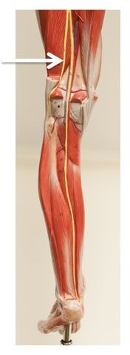 <p>Identify this nerve.</p>