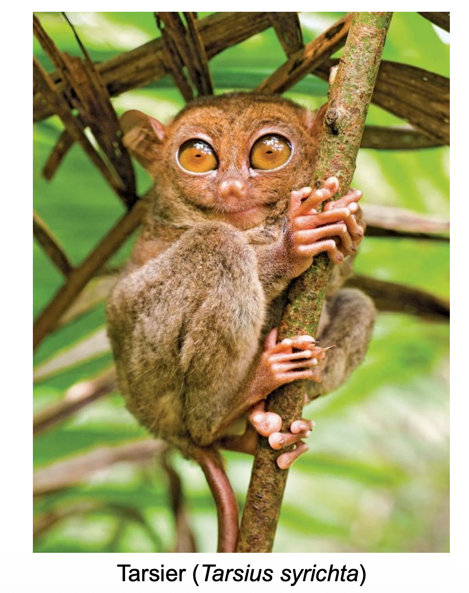 <p><strong><u>Evolutionary Diversification of Primates</u></strong></p><p class="p2">• All primates share certain significant characteristics:</p><p class="p3"><span data-name="arrow_right_hook" data-type="emoji">↪</span> __ fingers on all ? limbs</p><p class="p3"><span data-name="arrow_right_hook" data-type="emoji">↪</span> __ fingernails instead of claws</p><p class="p3"><span data-name="arrow_right_hook" data-type="emoji">↪</span> <u>Forward pointing/Lateral pointing</u> eyes with binocular vision and excellent depth perception</p><p class="p2"><span style="color: rgb(193, 253, 156);">• The ancestral primate lineage split into two lineages: ?</span></p><p class="p2">• Three clades of monkeys and apes are recognized:</p><p class="p3">1 – <strong>__</strong> of Central and South America: howler monkeys, spider monkeys, and tamarins</p><p class="p3">2 – <strong>__</strong> of Africa and Asia: baboons, mandrills, and colobus monkeys</p><p class="p3">3 – <strong>__</strong>: Include gibbons, orangutans, gorillas, chimpanzees, bonobos, and humans</p>