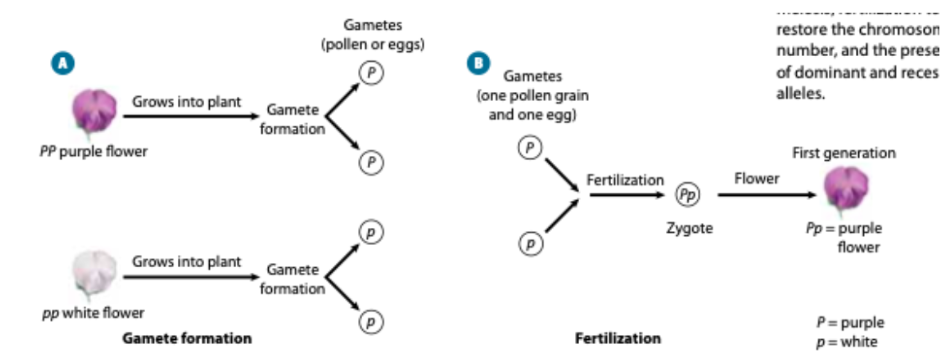 <p>The alleles (formerly known as FACTORS by Mendel) for each trait are inherited separate from one another</p><p>This means they split during gamete formation (meiosis)</p><p>Recall: Gametes = sperm or egg cells</p>