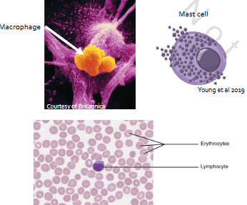 <p>Proper, Supportive &amp; Specialized</p><p>o Macrophages: Seek out &amp; destroy foreign bodies &amp; damaged cells</p><p>o Mast cells: Release histamine</p><p>Specialized only</p><p>o Erythrocytes: Transport O 2 &amp; CO 2</p><p>o Lymphocytes: Immune response</p><p>o Platelets: Clotting</p>