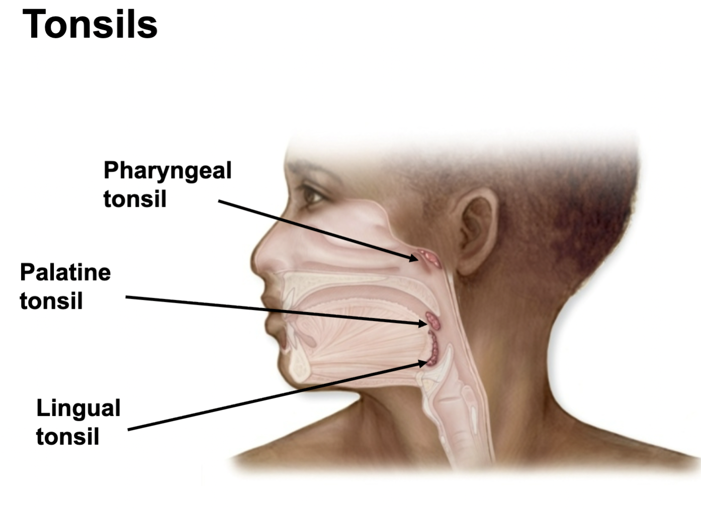 <p>How is the Tonsils involved with the lymphatic system?</p>