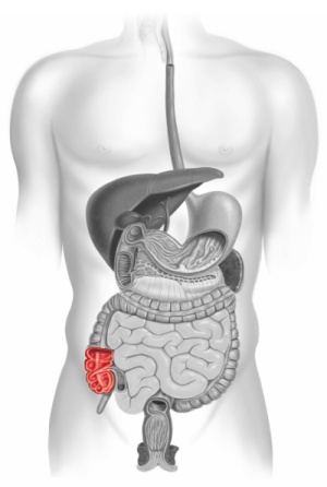 <p>cec</p>