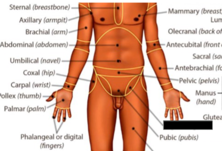 <p>what anatomical region is this?</p>