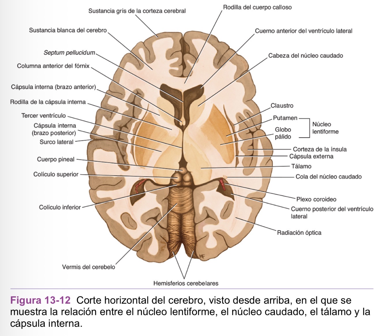 <p>Cara medial. Cápsula interna</p><p>Cara lateral. Cápsula externa</p>