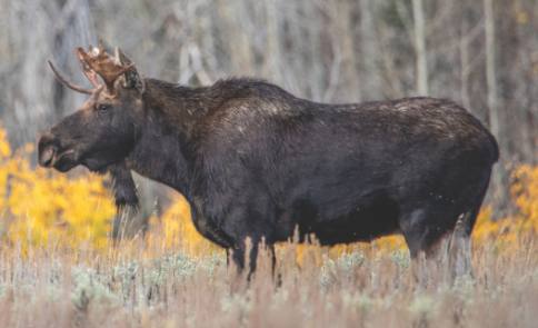 <p>native</p><p>big game</p><p>bulls</p><p>larger, only males grow antlers </p>