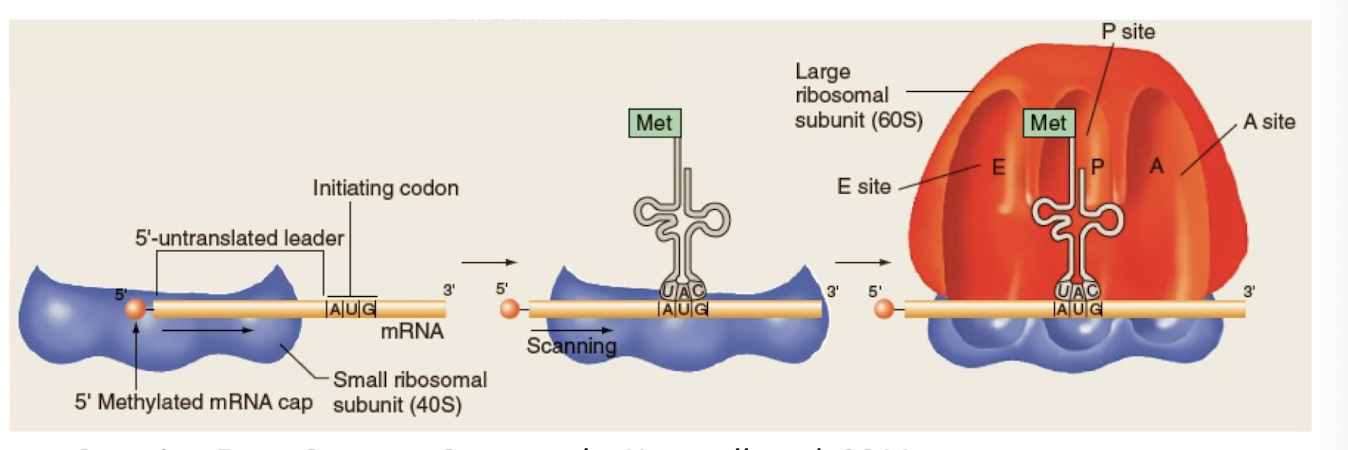 <p>-when translation begins in eukaryotes</p><p>-requires proteins called initiation factors (IFs)</p><p>-IFs bind to small subunit and the 5â untranslated leader sequences position the mRNA, which is scanned for the 1st AUG codon</p><p>-tRNA with complementary anticodon loop binds mRNA</p><p>-Large subunit joins the complex, positioning tRNA at the P site</p>