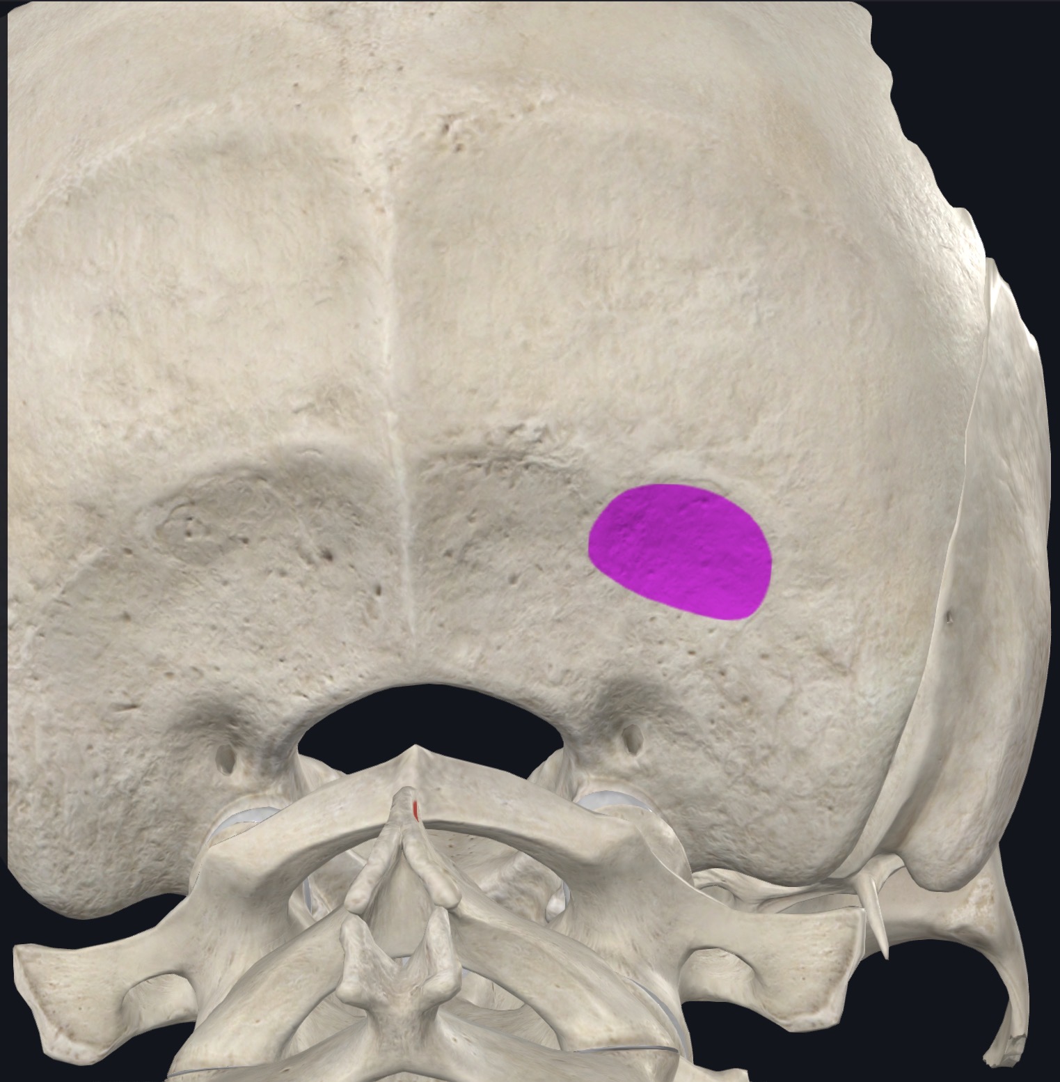<p>Lateral portion of occipital bone below inferior nuchal line</p>