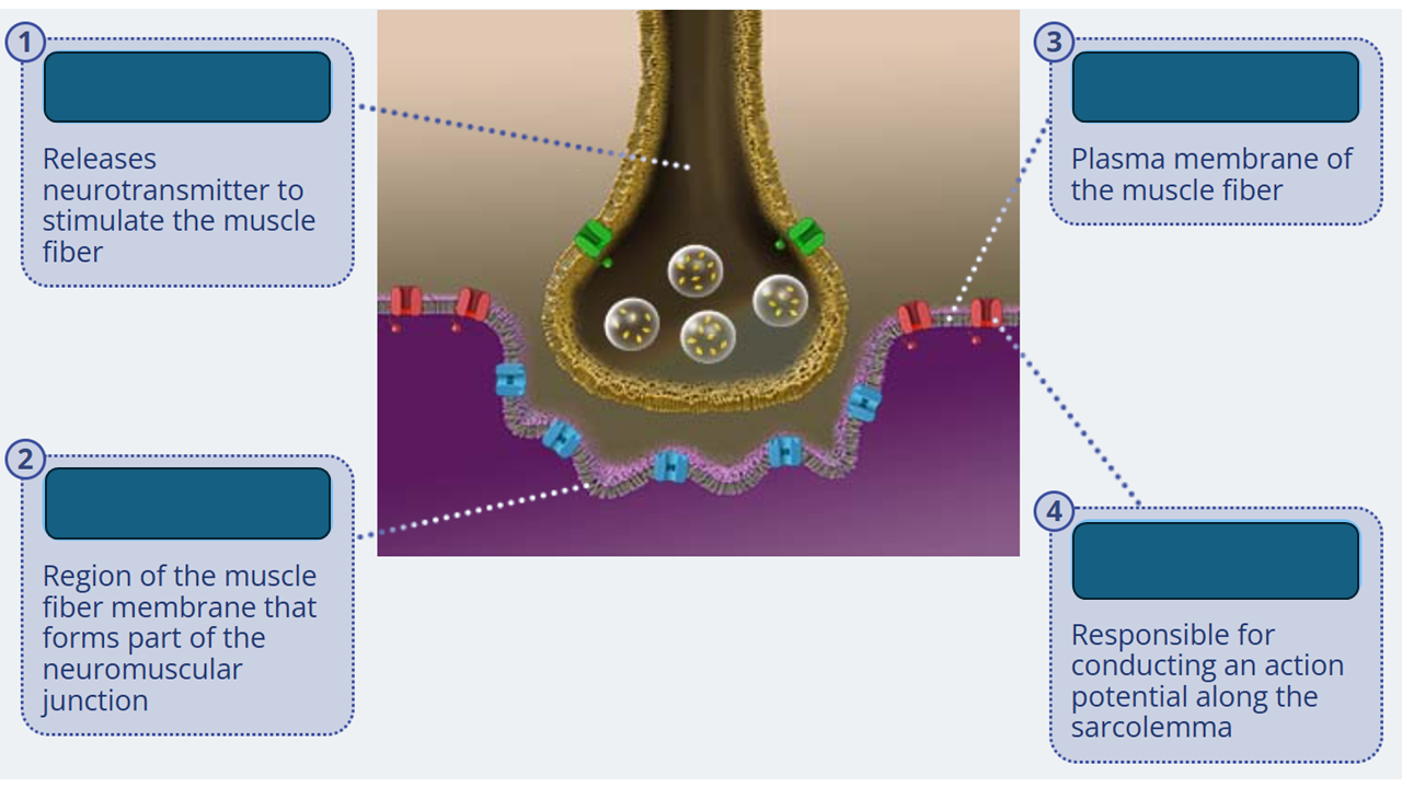 <p>voltage-gated sodium channels</p>