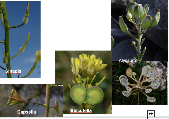 <img src="https://assets.knowt.com/user-attachments/7ac88250-0f6d-400e-8a66-adfefb174a51.png" data-width="100%" data-align="center"><img src="https://assets.knowt.com/user-attachments/4986d2be-8f80-44da-8f87-fd83ade615e0.png" data-width="100%" data-align="center"><p>Geef de familie.</p>