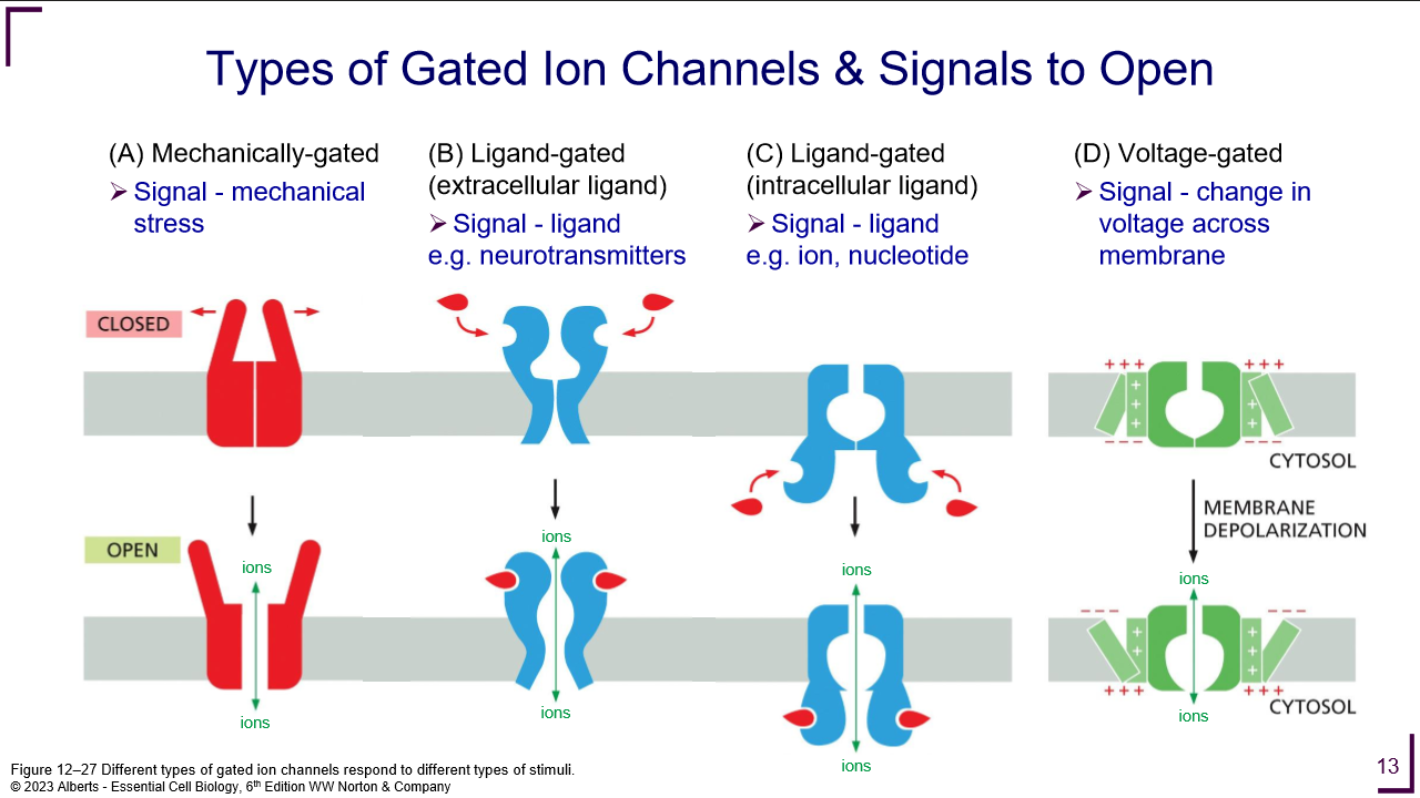 <ol><li><p>Mechanically gated</p></li><li><p>extracellular ligand (Ligand-gated)</p></li><li><p>Intracellular Ligand (Ligand-gated)</p></li><li><p>Voltage-gated</p></li></ol><p></p>
