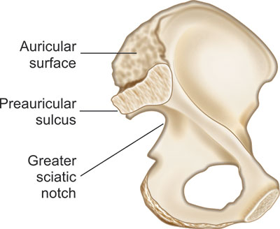 <p>groove located on the margins of the superior auricular surface (near the greater sciatic notch); sex estimation</p>