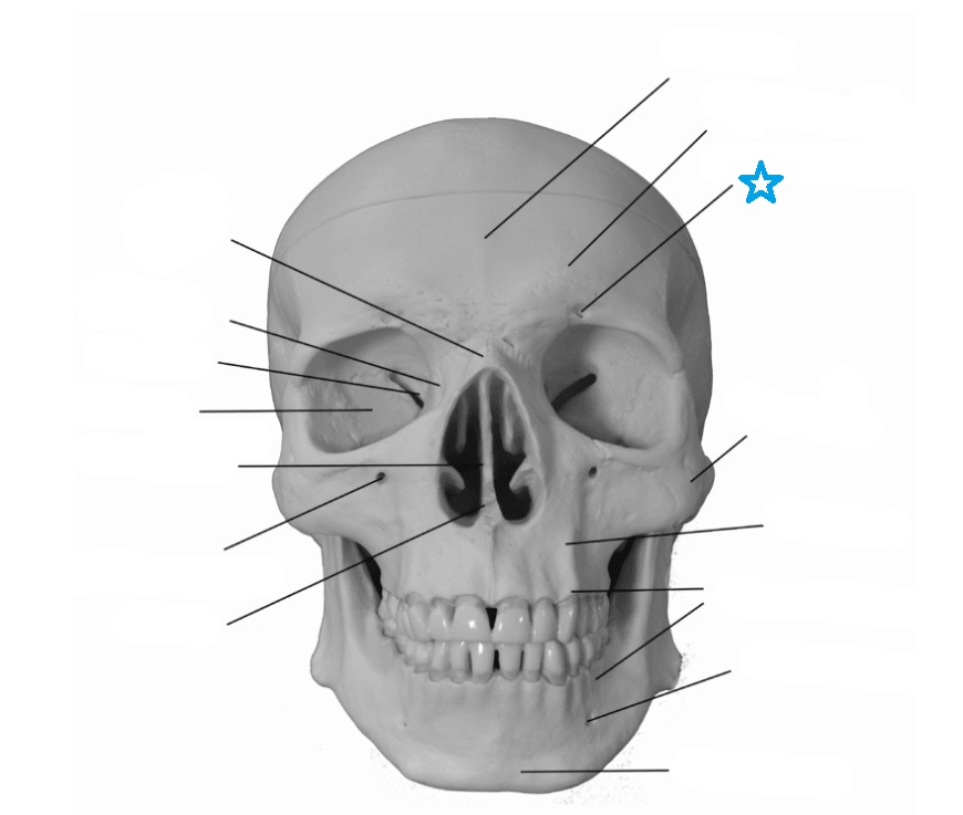 <p>Identify this bone feature labeled by the blue star and define its anatomical purpose.</p>
