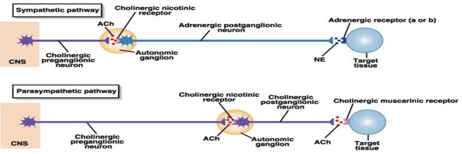 <p>Parasympathetic Division </p><ol><li><p>What does the parasympathetic postganglionic neuron release?</p></li><li><p>What receptors does acetylcholine act on in the parasympathetic ganglion?</p></li></ol><p></p>
