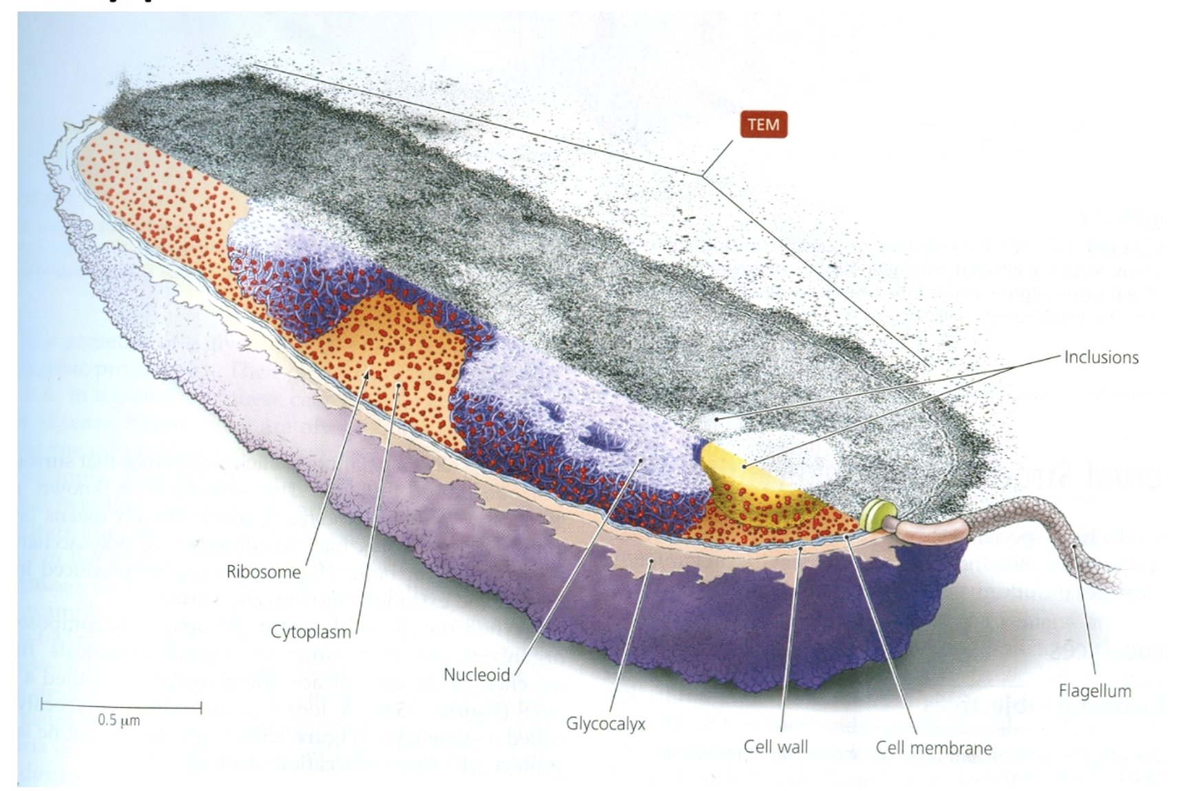 <ul><li><p>Ribosome</p></li><li><p>Cytoplasm</p></li><li><p>Nucleiod </p></li><li><p>Glycocalyx </p></li><li><p>Cell wall </p></li><li><p>Cell membrane</p></li><li><p>Flagellum </p></li><li><p>Inclusions</p></li></ul><p></p>