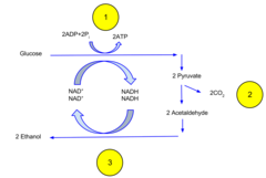 <p>ethanol</p>