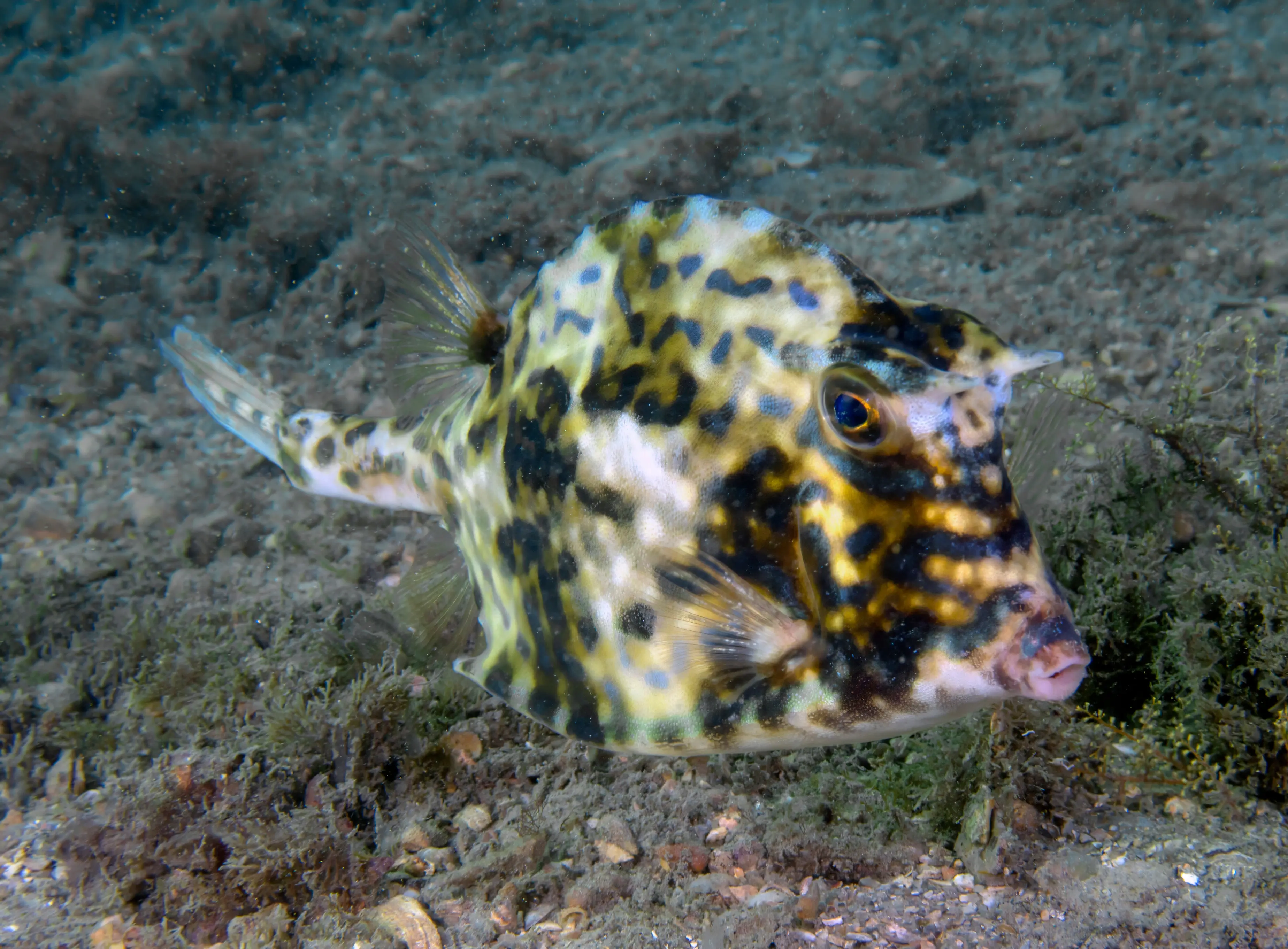 <p>horns above eyes, spines at end of carapace and on upper and lower tail base, blue stripe</p>