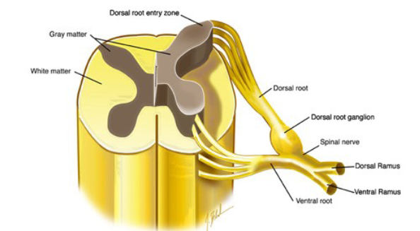 <p>Sensory afferent neuron cell bodies </p><p>somatic (based on slides but based on chat it has visceral as well)</p>