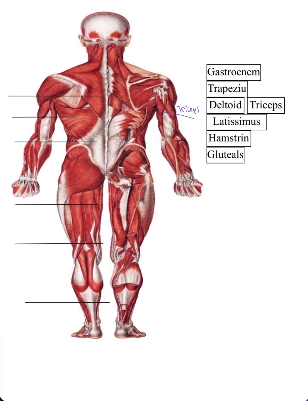 knowt flashcard image
