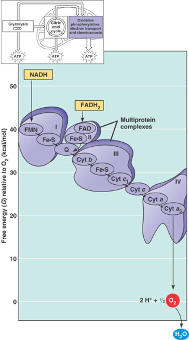 <p>4th step of cell res</p><ul><li><p>+ chemiosmosis = oxidative phosphorylation</p></li><li><p>makes most ATP</p></li><li><p>coenzymes donate high energy electrons to chain of proteins along <mark data-color="yellow" style="background-color: yellow; color: inherit;">inner mitochondrial membrane</mark></p></li><li><p>electrons cascade down a series of electron carriers in redox reactions (electrons lose energy as they move through with each step)</p></li><li><p>oxygen is the final electron acceptor - binds with H+ to make water → released</p></li><li><p>energy released as protons (H ions) in inter membrane space → ATP by oxidatative phosphorylation and chemiosmosis</p></li></ul><p>in: NADH, FADH<sub>2</sub> carrying high-energy electrons, ADP, O<sub>2</sub></p><p>out: high energy electrons, H<sub>2</sub>O, H+ ions</p><p></p>