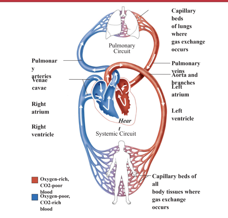 <p>Compare and contrast Pulmonary vs Systemic circulation</p>
