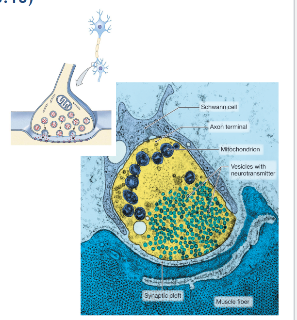 <p>Post-synaptic</p>