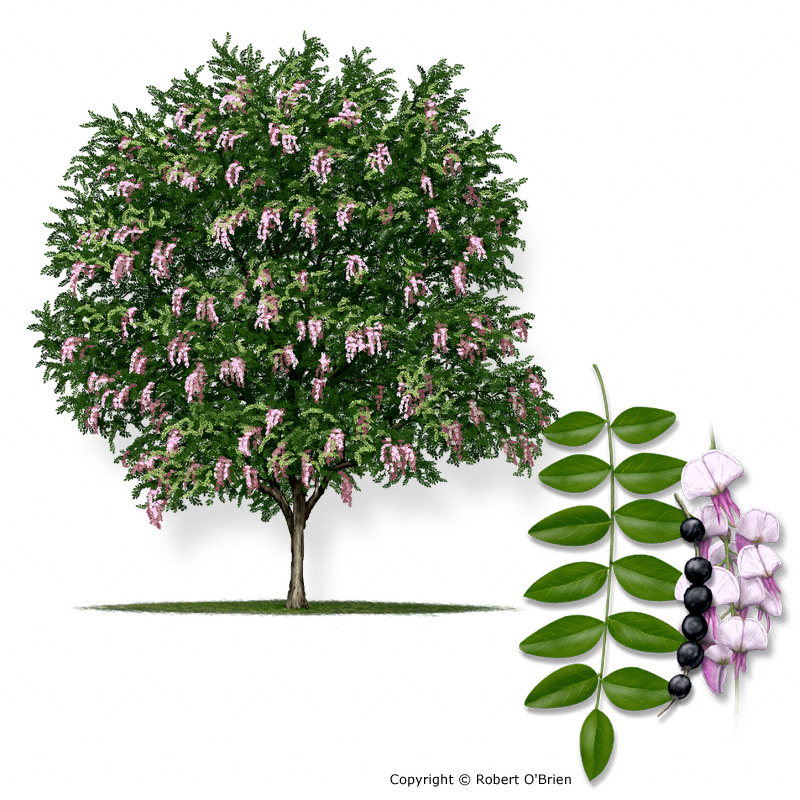 <p>Common Name?</p>