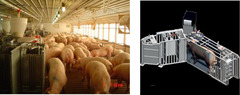 <p>What recent development is helping to fight the food competition that comes with group pen sow housing, where the sows have individual ear tags that this device reads, allowing one pig in at a time to eat?</p>