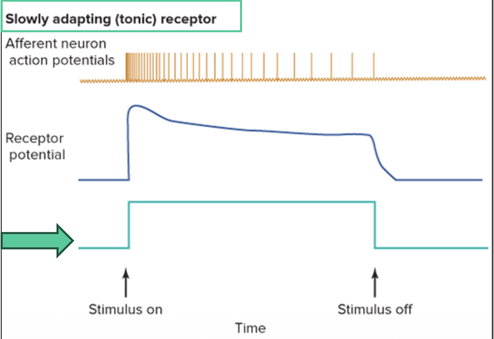 <p>slow adapting receptor; “something is still here” </p><p>ex// pain of when you break your leg </p>