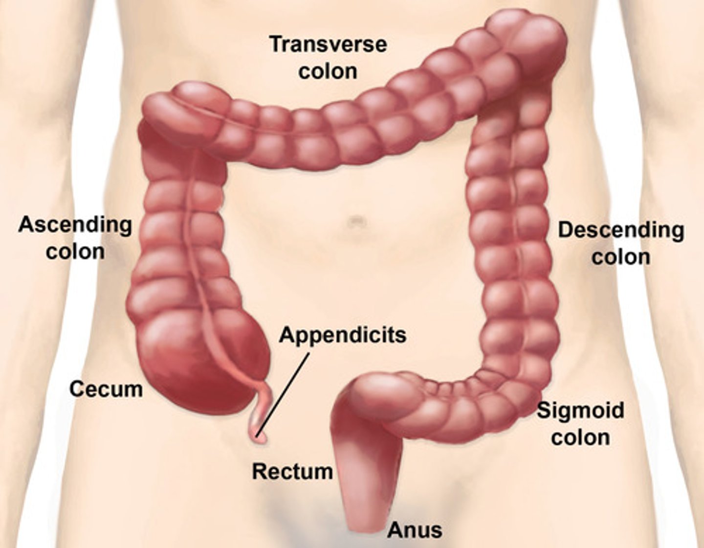 <p>colon</p>