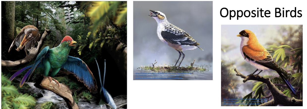 <ul><li><p>enantiornithines, most divers of all cretaceous birds</p></li><li><p>dominant in their time, ranging from hawk to sparrow size, and being on all continents</p></li></ul><p></p>