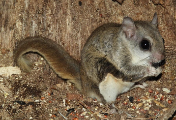 <p>Southern flying squirrel </p>