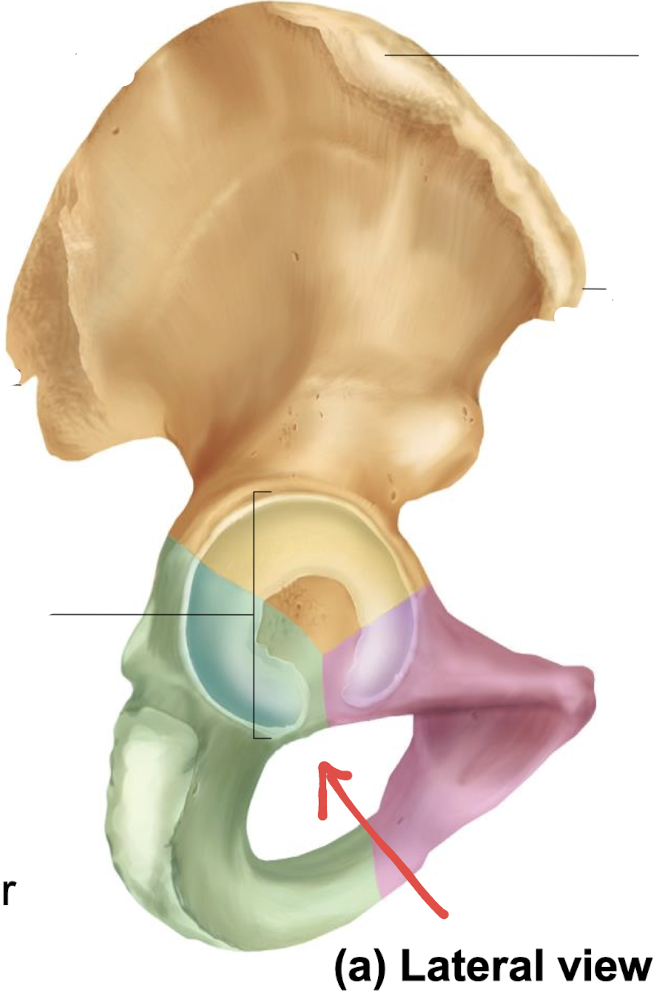 <p>what is this part of the hip?</p>