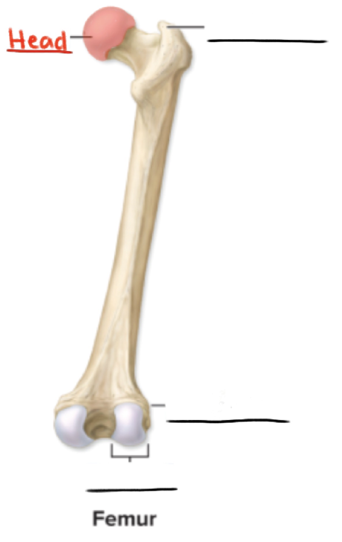 <p><strong>Head</strong></p><p>Prominent, rounded epiphysis</p><p>(Articulating surfaces)</p>