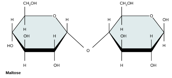 <p>The anomeric carbon’s oxygen is going down</p>